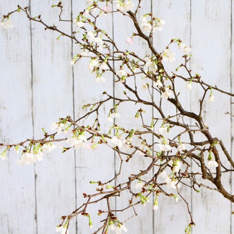 サクラ ”湖上の舞”