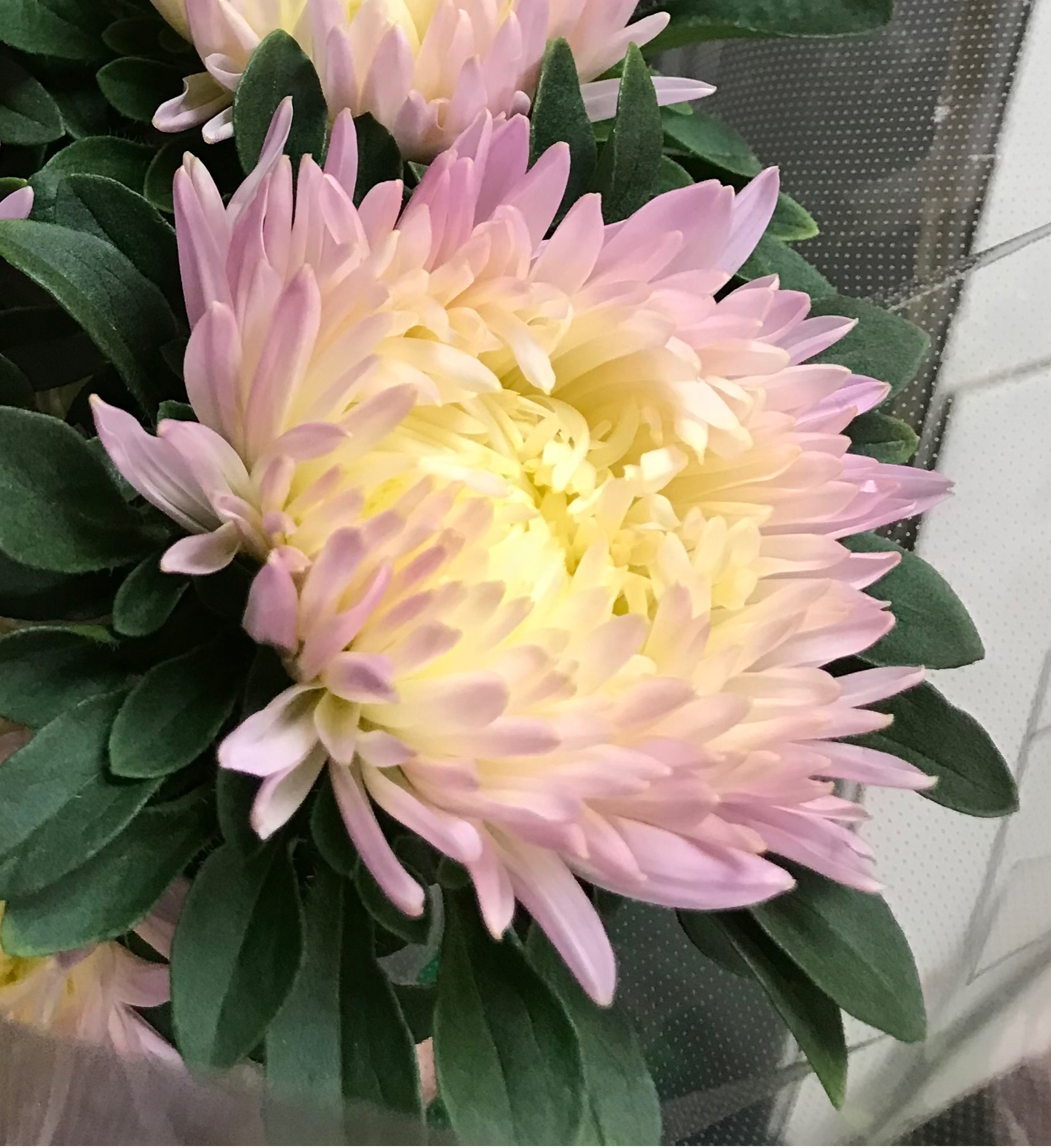 アスター　”ボブピンクソルベ”