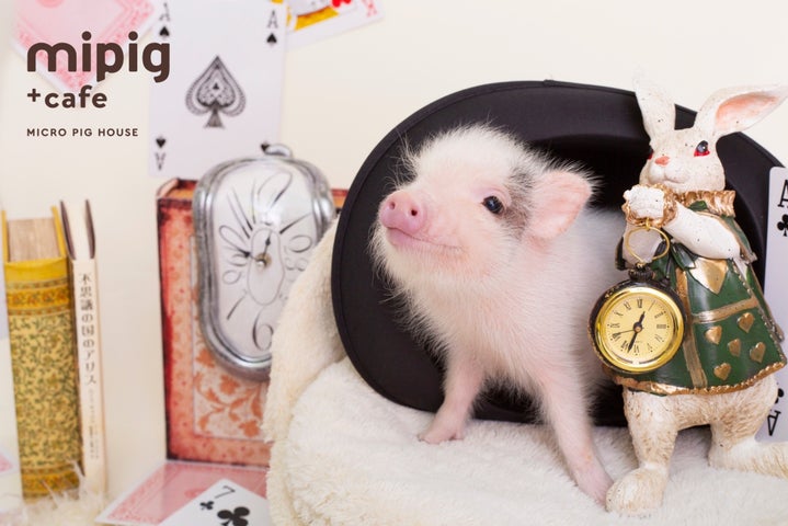 日本初のマイクロブタカフェ・九州に初出店/mipig cafe 福岡店