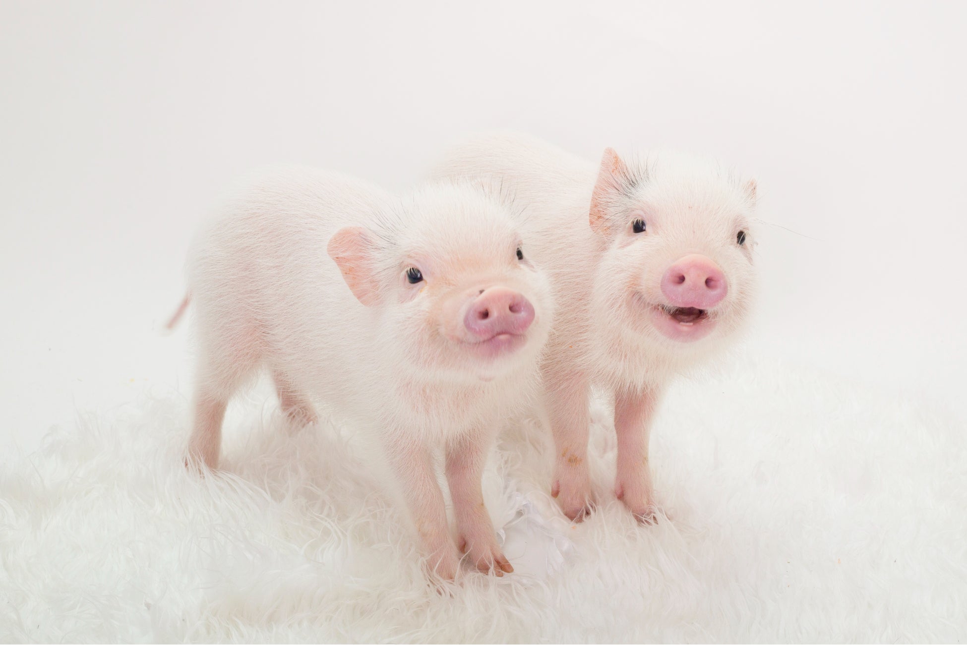 日本初のマイクロブタカフェ 東海エリアに初出店 マイクロブタさんとふれあえるカフェ Mipig Cafe が22年4月中旬にmozo ワンダーシティでオープン予定 株式会社saladaのプレスリリース 日本初のマイクロブタカフェ 東海エリアに初出店 マイクロブタさんとふれあえるカフェ Mipig Cafe が22年4月中旬にmozo ワンダーシティでオープン予定 株式会社saladaのプレスリリース