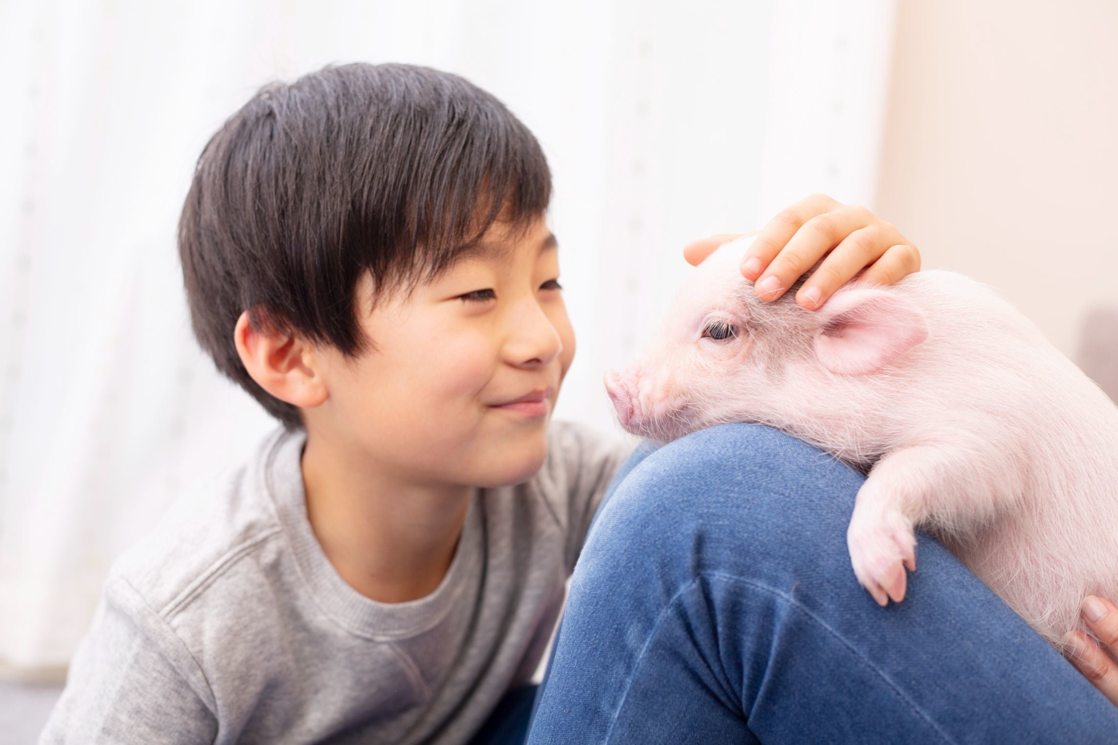 子どもとマイクロブタさん