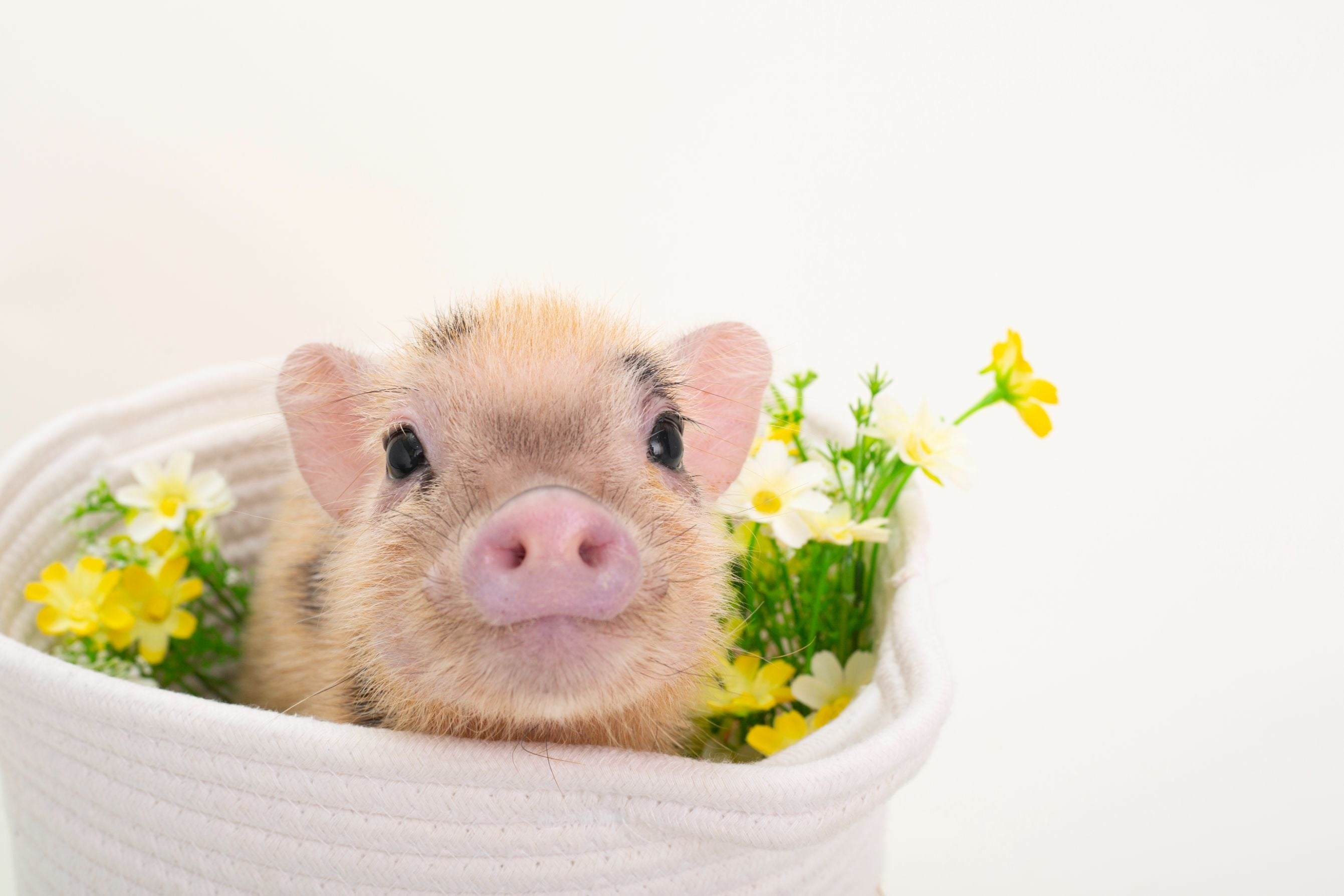 マイクロブタさん