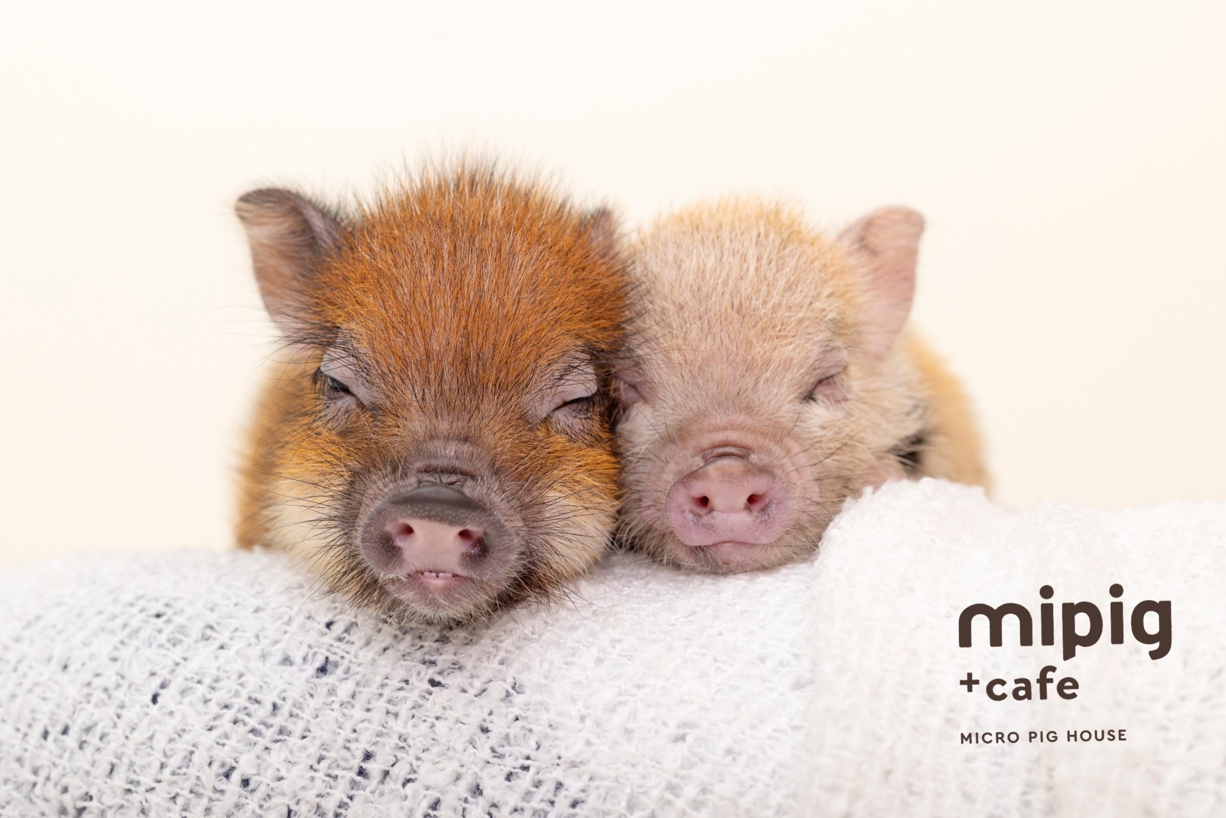 寝るマイクロブタさん