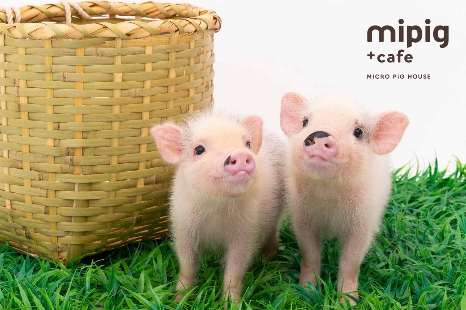 マイクロブタさん