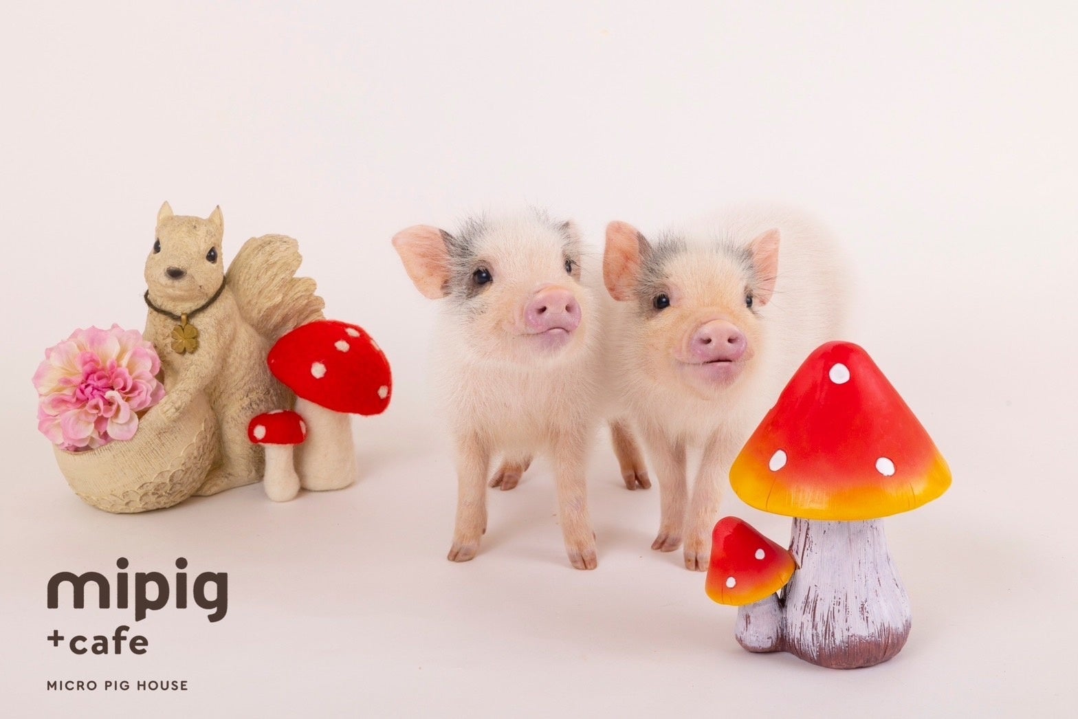 北海道初出店!マイクロブタカフェ「mipig cafe」が4月中旬に札幌発寒で ...