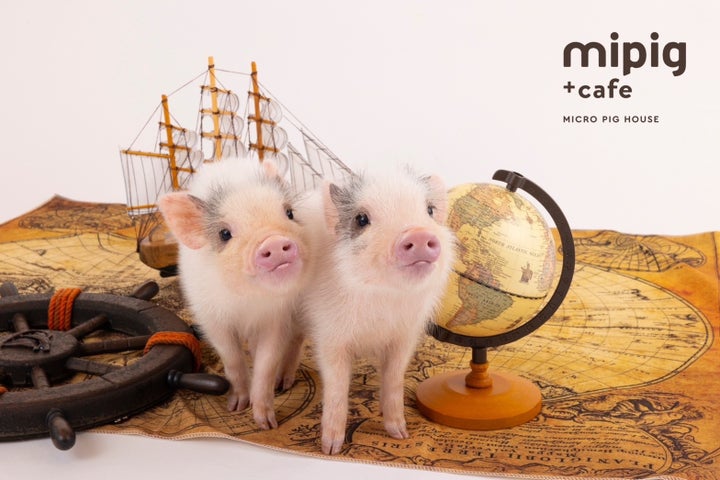 千葉県に初出店!マイクロブタカフェ"mipig cafe"が4月中旬に ...
