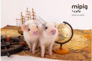 累計来場者数200万人突破!マイクロブタカフェ『mipig cafe』/神戸初 ...