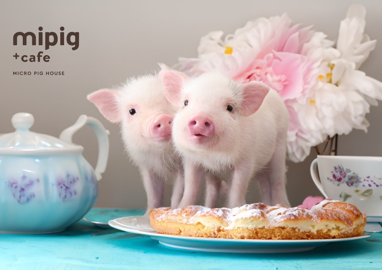 マイクロブタさんと不思議の国