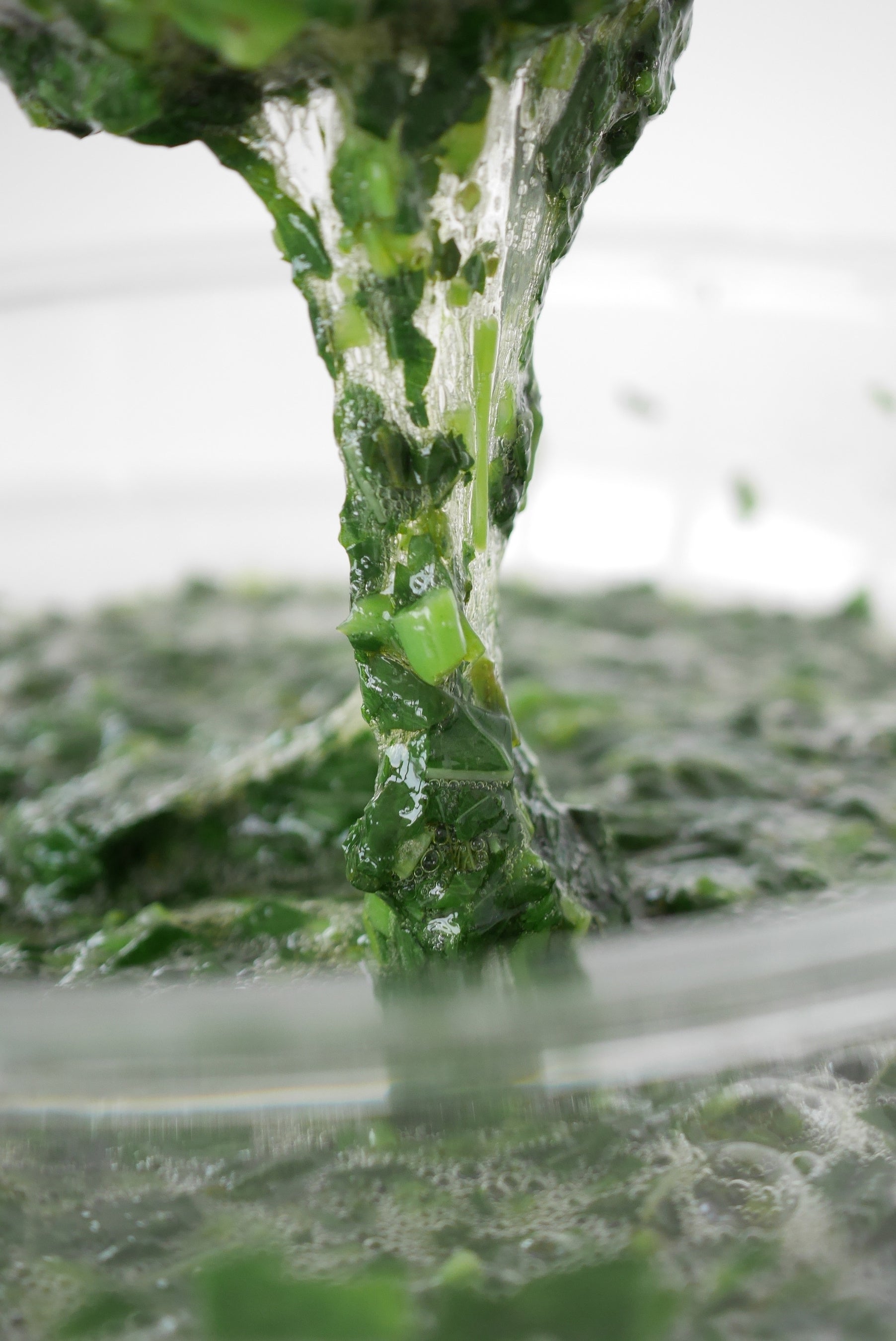 モロヘイヤの水溶性食物繊維