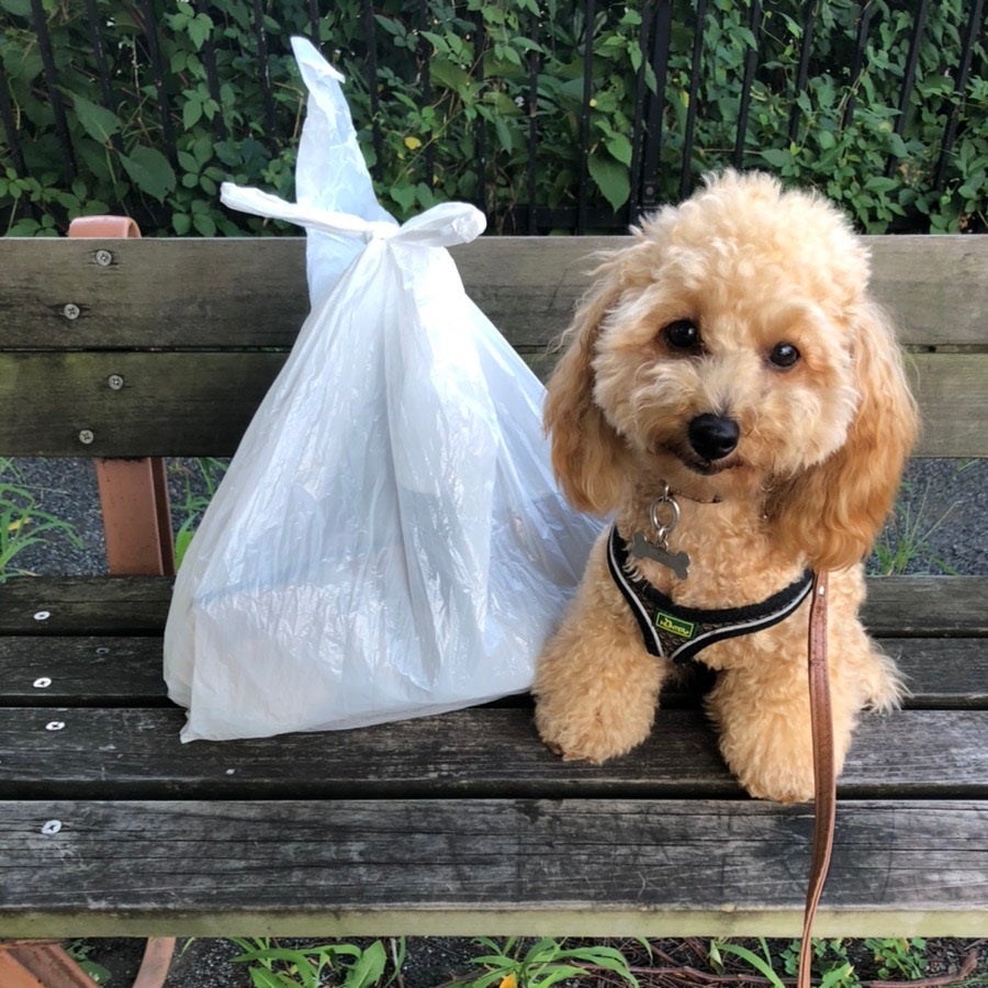 わんちゃんとの散歩の途中に