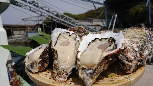 北海道、宮城、兵庫県産。産地直送生牡蠣