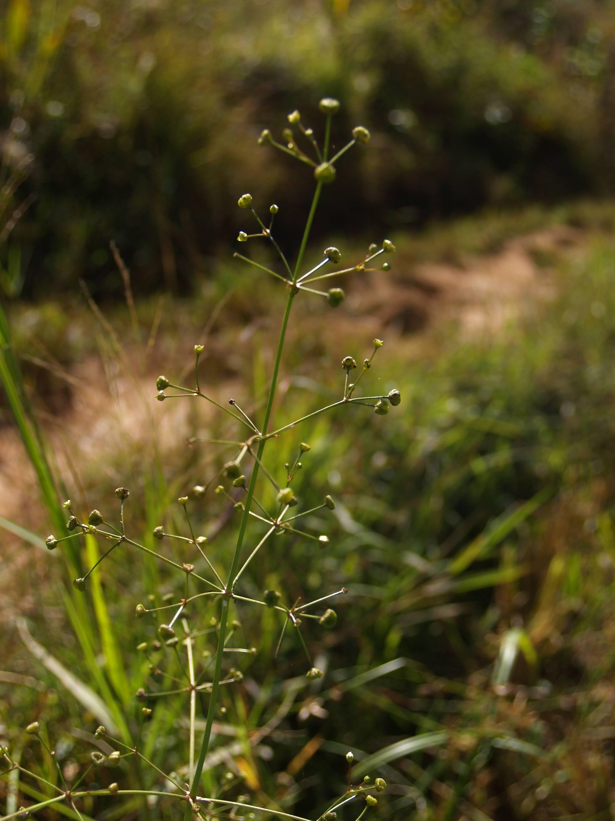 ミャンマー・シャン州で発見した東南アジア高原地帯の固有種Alisma orientale．