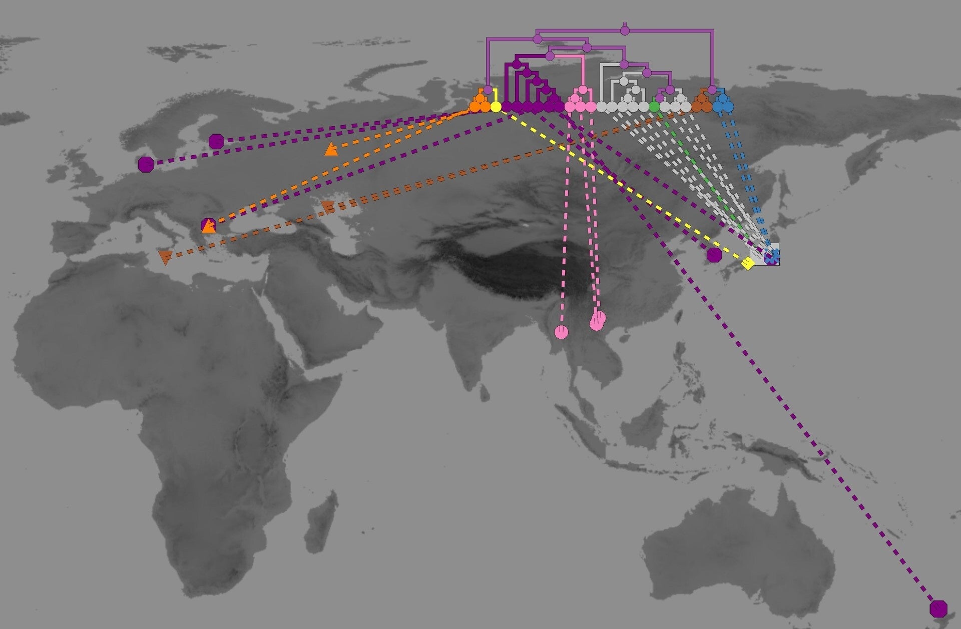 分子系統解析によって得られたサジオモダカ属の系統樹。欧州や東アジアのサジオモダカ（紫）と中国、ミャンマー、ベトナムのサジオモダカ（ピンク）がそれぞれ独自に進化した独立種であることを示す。