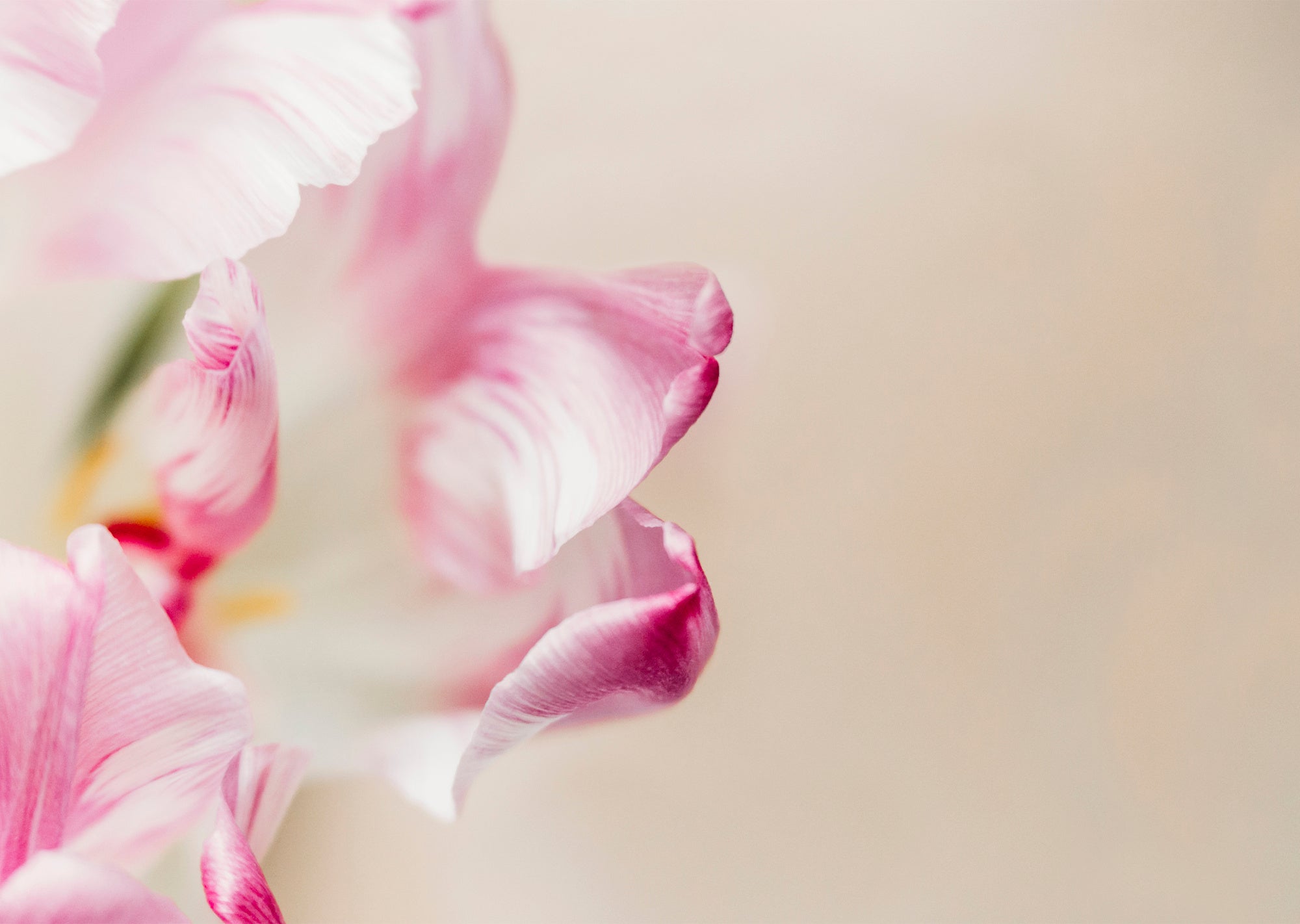 Close-up of pink flowers against wall／© Cavan Social／amanaimages