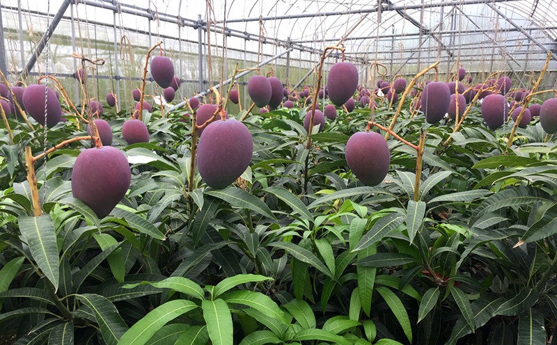 実をつけるマンゴー