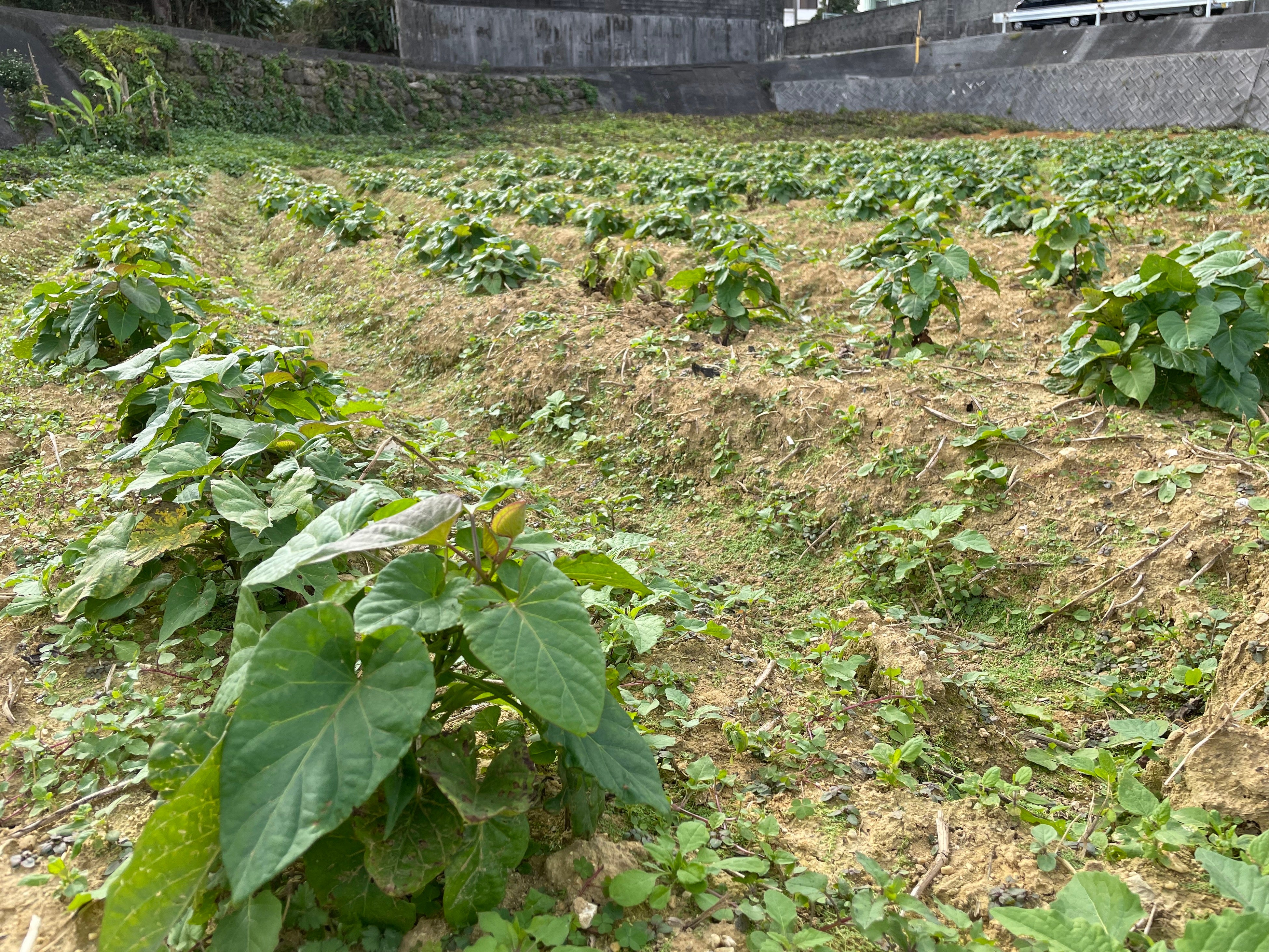 海ぶた専用の黄金いも
