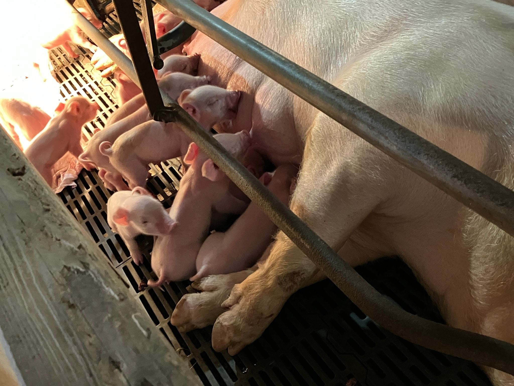 撮影日に生まれた豚の赤ちゃん