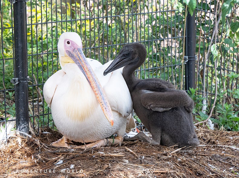 ★彩浜５歳誕生日記念グッズ【８点セット】★ ☆彩浜5歳誕生日記念グッズ【8点セット】☆ アドベンチャー
