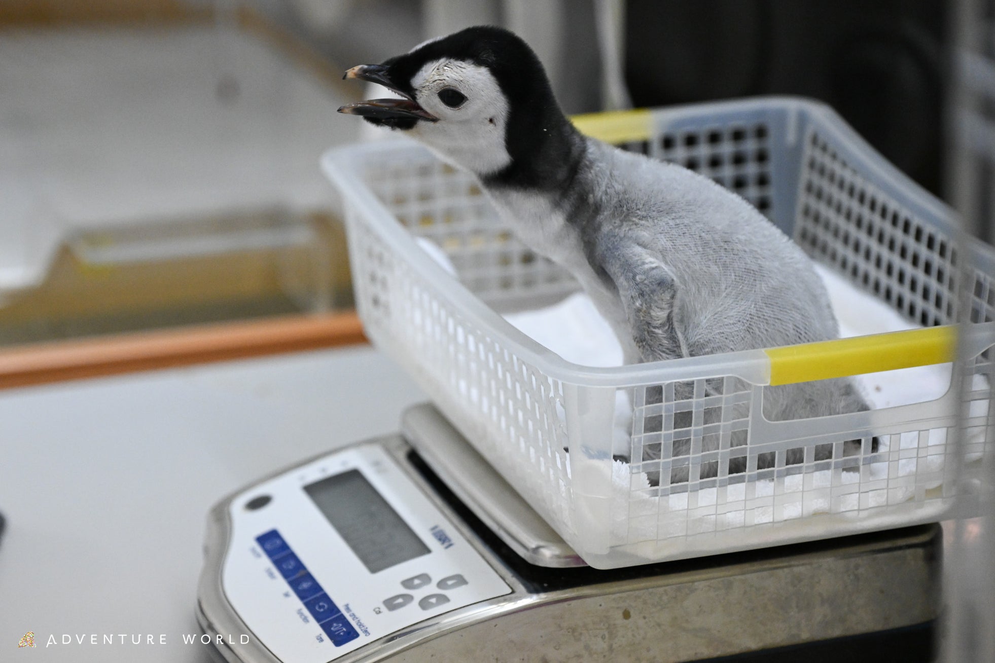 9月30日生まれのエンペラーペンギンの赤ちゃん 生まれたときは295.9g、生後1か月の体重は?11月1日(土) 計量記念日に公開体重測定!