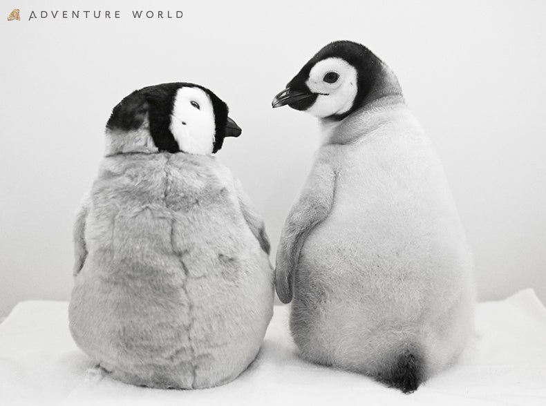 ９月３０日生まれのエンペラーペンギンの赤ちゃん 公式SNS総インプレッション１億２千万超えを記録！ふわふわでかわいい“今だけ”の姿を公開中