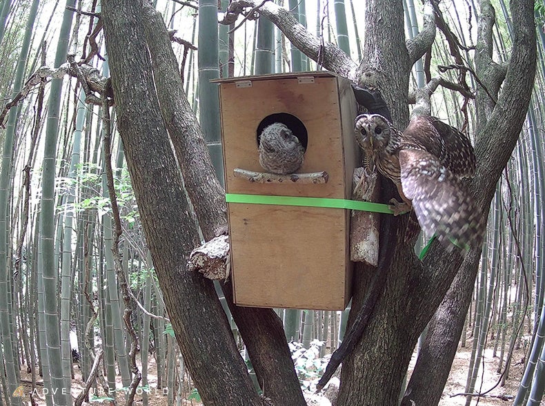 準絶滅危惧種フクロウが自然下で２羽巣立ちを確認　アドベンチャーワールドが取り組む「アドプトフォレスト活動」で生物多様性再生の成果　１２月６日（土）開催「第４回竹まつり」で巣箱づくりワークショップを実施