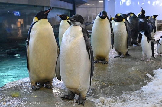 エンペラーペンギンのこどもが生後半年を迎えます!3月30日(月)氷のケーキでハーフバースデーをお祝い エンペラーペンギンのこどもが生後半年を迎えます!3月30日(月)氷のケーキでハーフバースデーをお祝い