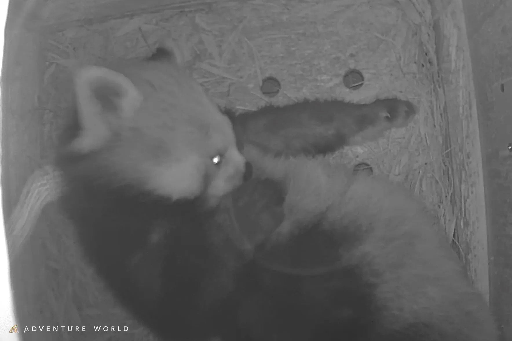 アドベンチャーワールドで８年ぶり、レッサーパンダの妊娠を確認 ～偽妊娠を乗り越え、スタッフと歩んだ１年。新しいいのちへ温かいエールを～
