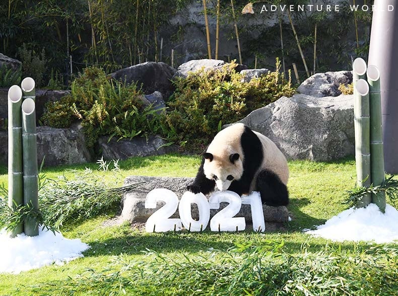 ハッピーパンダニューイヤー ジャイアントパンダ 楓浜 ふうひん が新年に向けてのご挨拶 食べ残した竹を使った門松をプレゼント アドベンチャーワールドのプレスリリース ハッピーパンダニューイヤー ジャイアントパンダ 楓浜 ふうひん が新年に向けてのご挨拶 食べ残した竹を使った門松をプレゼント アドベンチャーワールドのプレスリリース