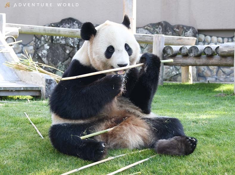 こころにいつもsmileを コウペンちゃんコラボキャンペーン 第二弾 開催 コウペンちゃんパンダファミリーになっちゃった 期間 ２０２２年２ ４ 金 ３ ３１ 木 アドベンチャーワールドのプレスリリース