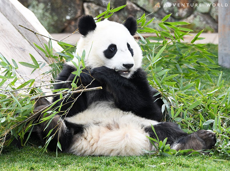 Dhcoqs16djd Um Dhcoqs16djd Um