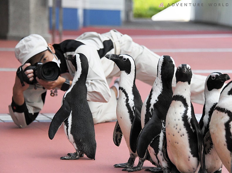 ☆フリータイムではフラワー通りにケープペンギンたちも登場！