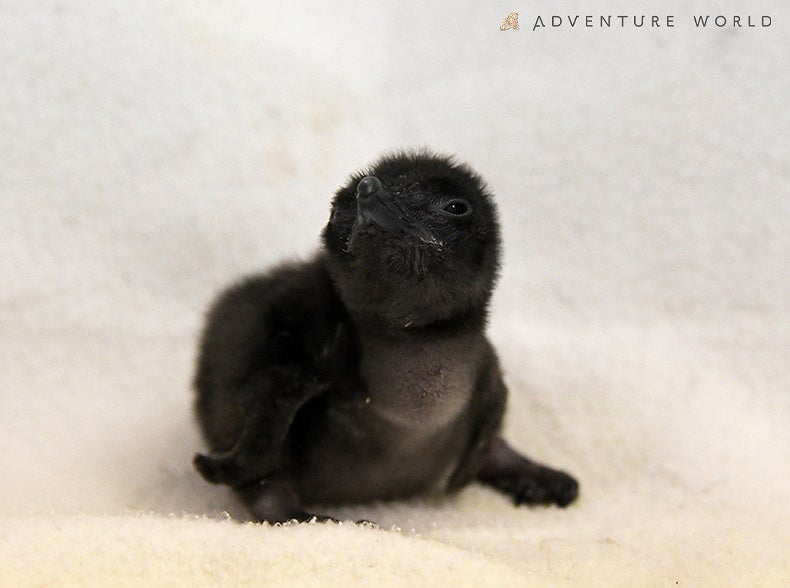 世界最小のペンギンフェアリーペンギンの赤ちゃんが4羽誕生しました