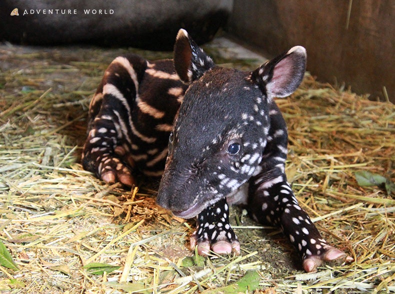 ２０２２年９月１１日撮影（１日齢）