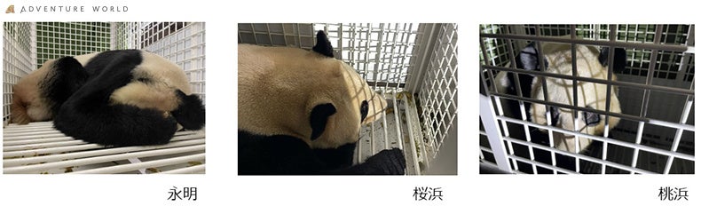 ■到着後の３頭の様子