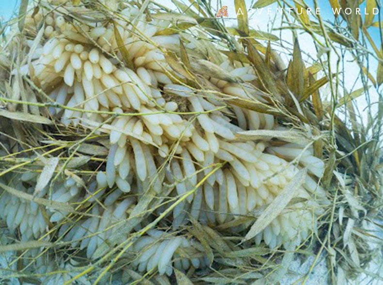 ２０２２年産卵の様子（伊古木漁港区域）