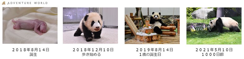 HAPPY PANDA FES 2023プレイベント！ジャイアントパンダ「彩