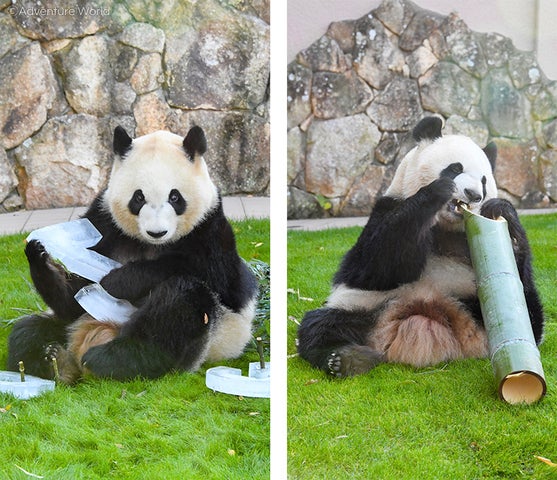 パンダファミリーと一緒にクリスマス&新年をお祝いしよう! パンダファミリーと一緒にクリスマス&新年をお祝いしよう!