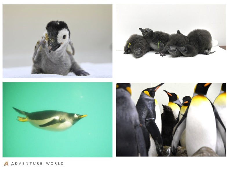 “ペンギン繁殖プロジェクト”の新たな拠点!ペンギン王国を繫殖研究施設「ペンギンベース」としてリニューアル トラベルスポット