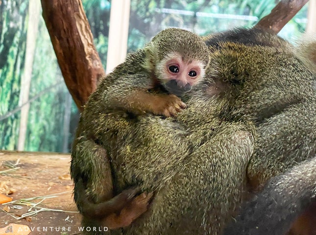 アドベンチャーワールドでコモンリスザルの赤ちゃん誕生！健康な成長が公開中