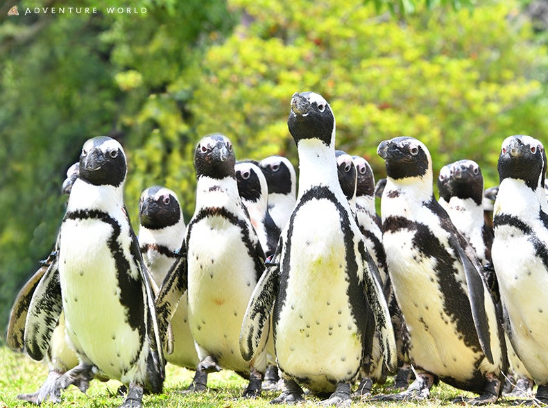 アドベンチャーワールドでケープペンギンパレード再開!30羽がお散歩♪触れ合い体験も♪ アドベンチャーワールドでケープペンギンパレード再開!30羽がお散歩♪触れ合い体験も♪