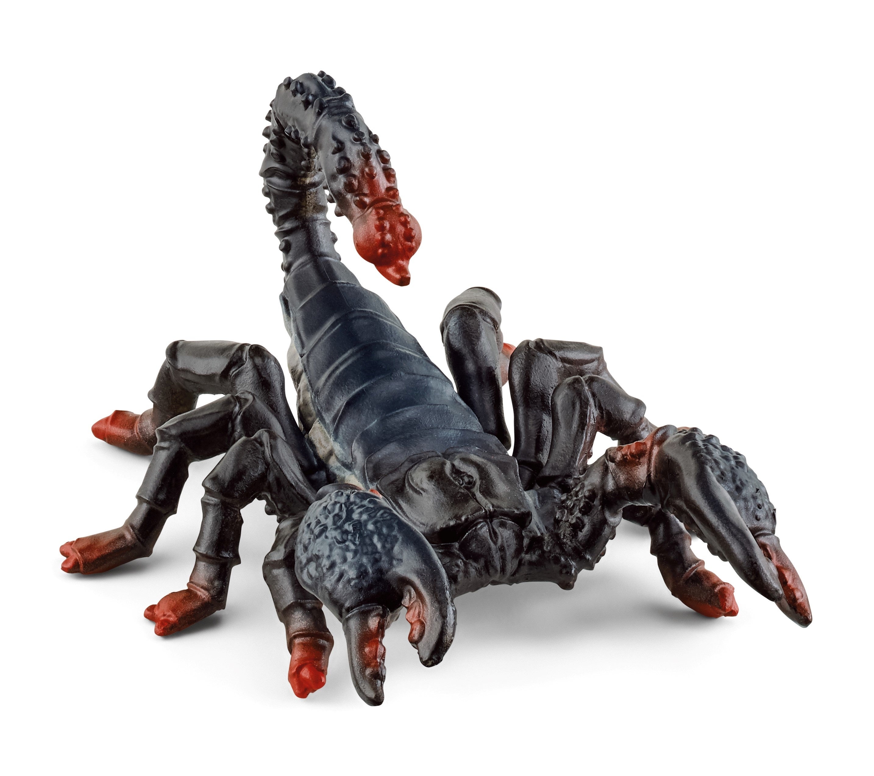 ダイオウサソリ