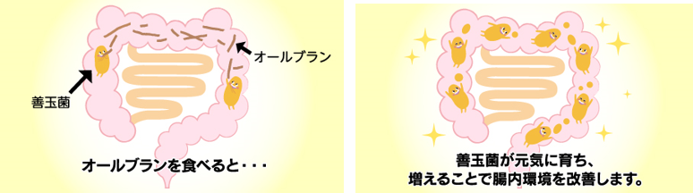 善玉菌のエサとなる「オールブラン」の発酵性食物繊維（アラビノキシラン）