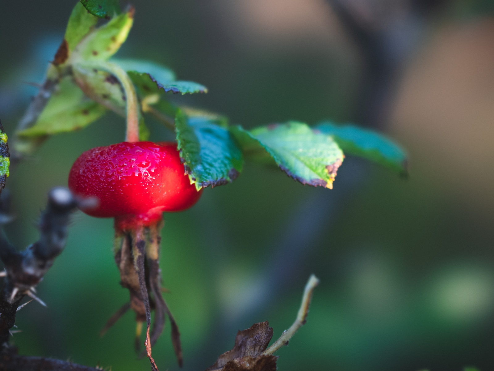 日本のバラ ハマナス を使ったジャパニーズローズスキンケアブランド Rosa Rugosa ロサ ルゴサ が国産ローズヒップをキー成分に加え 9月7日よりリニューアル販売 株式会社ciokayのプレスリリース