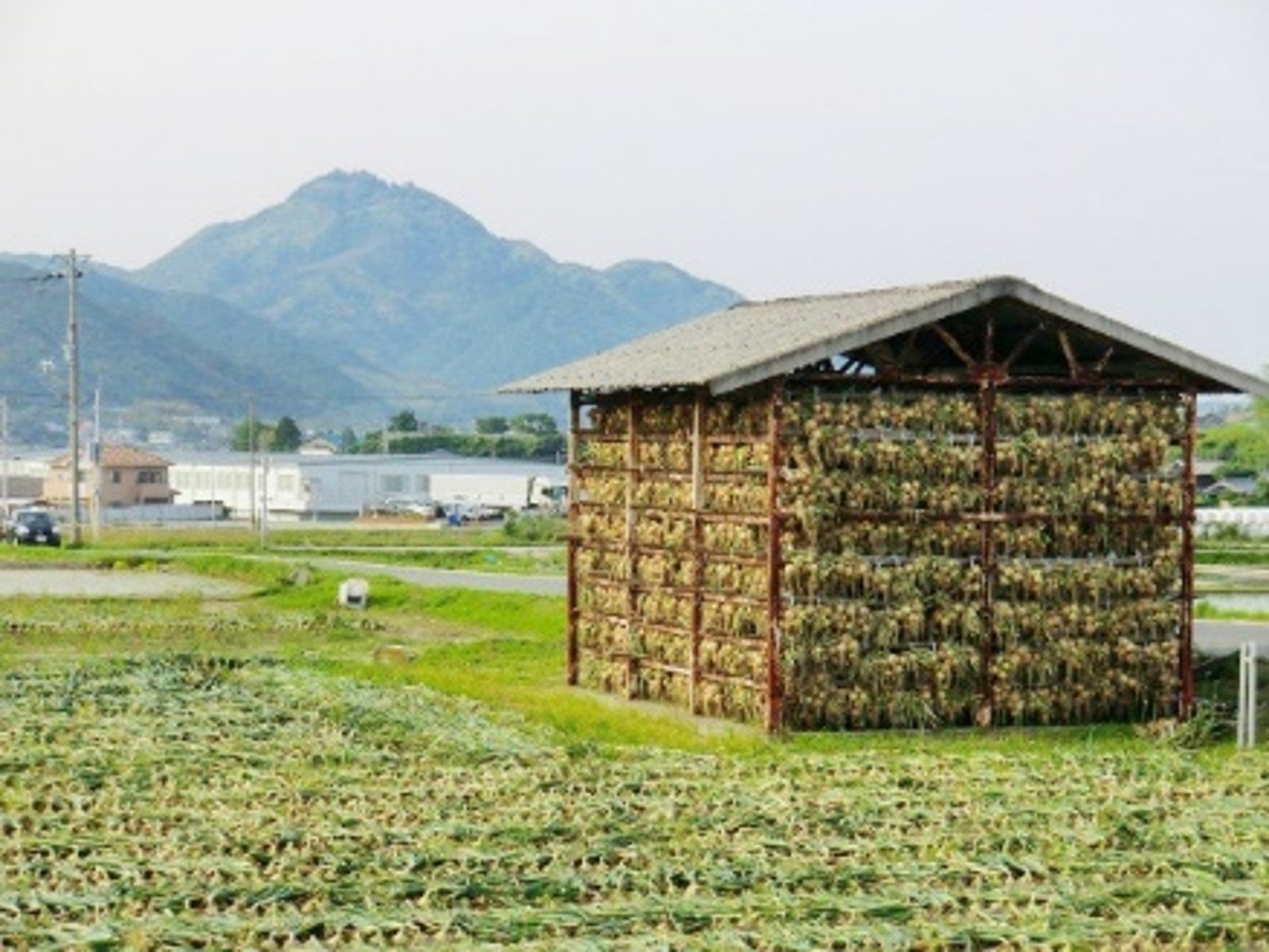 淡路島の原風景　玉ねぎ小屋