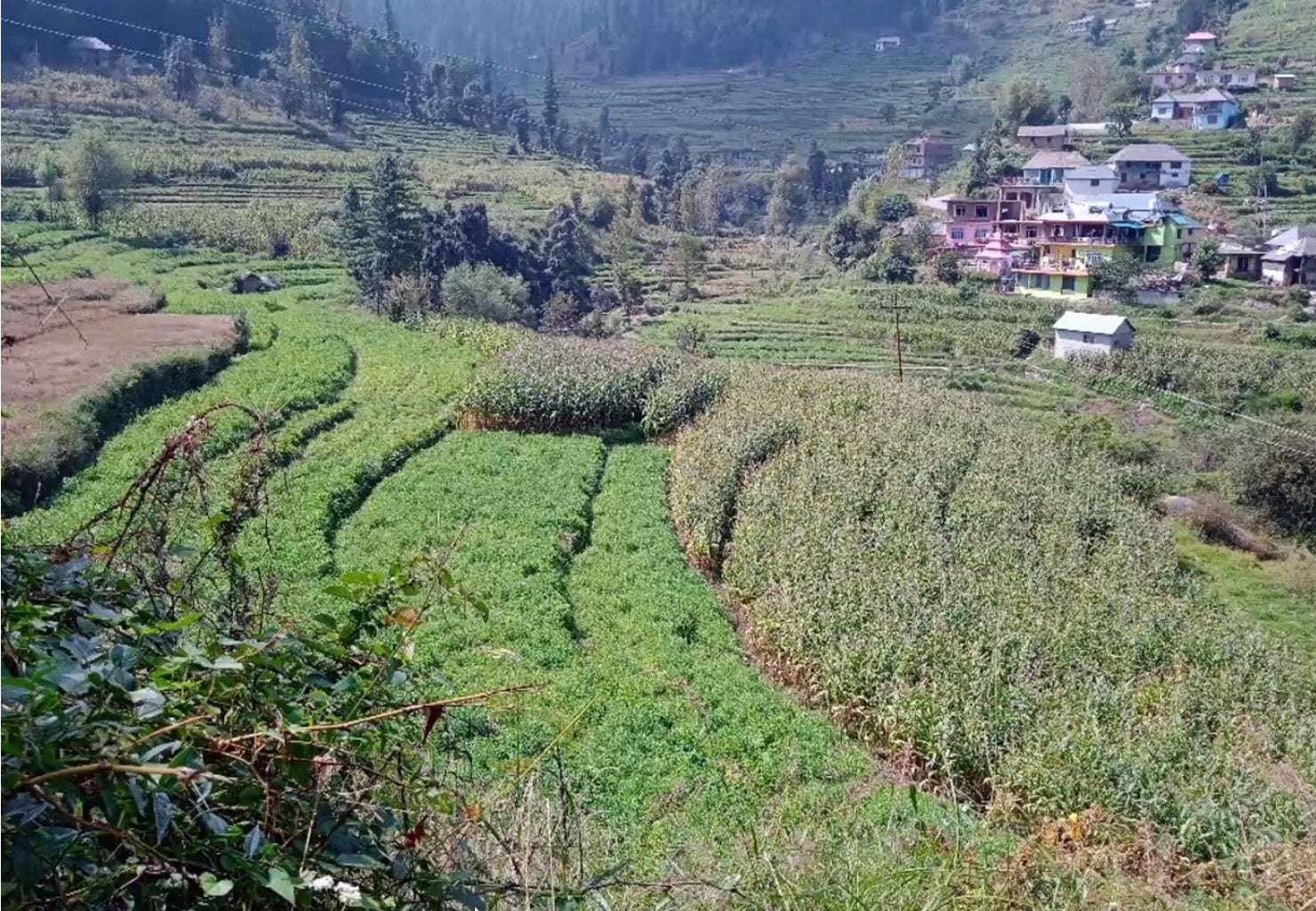 インド北部ヒマチャルプラデシュ州の現地圃場写真