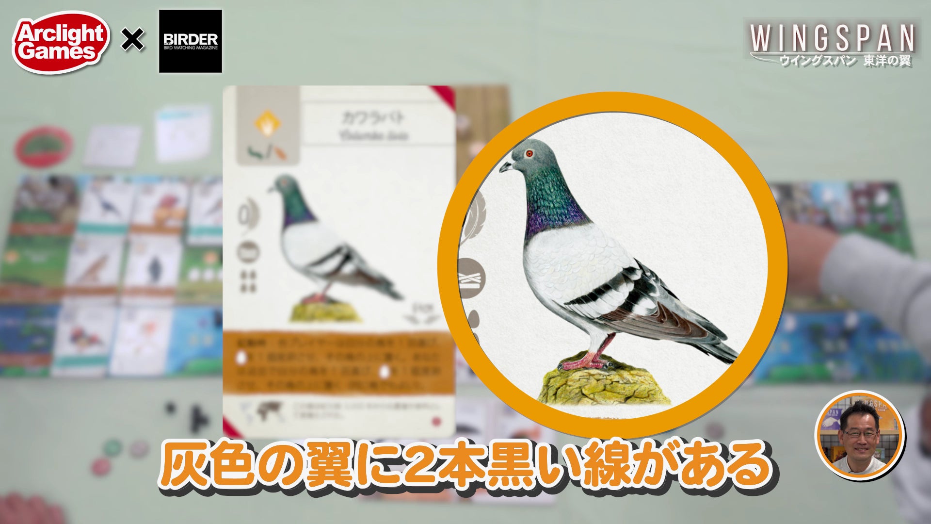 街中でも見かける「カワラバト」について語るお2人