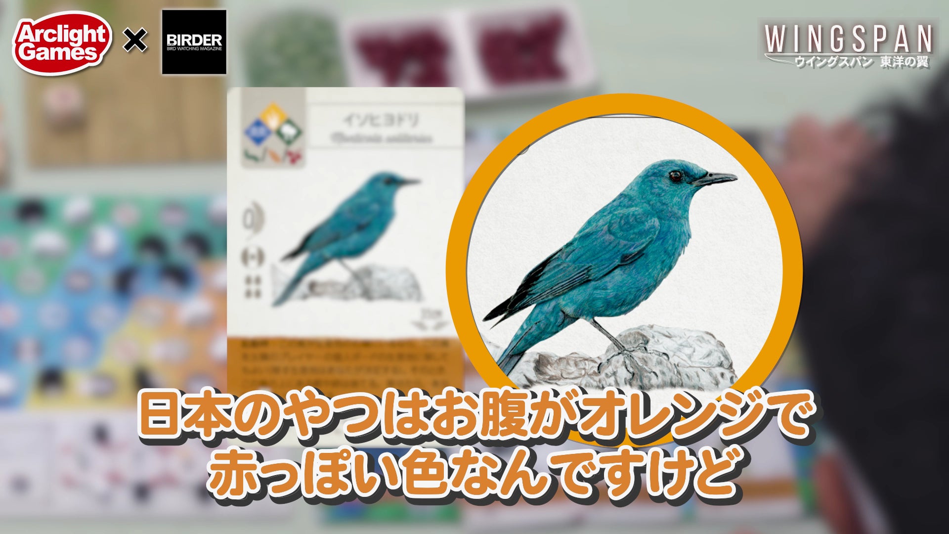 鳥を求めて海外に行くことも多く、豊富な知識が伺える