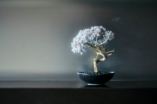パークホテル東京 再生盆栽アート「WITHERS TAIZAN BONSAI」設置のお知らせ パークホテル東京 再生盆栽アート「WITHERS TAIZAN BONSAI」設置のお知らせ