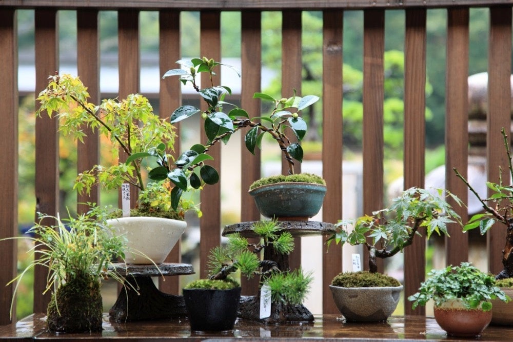 盆栽 清香園の盆栽