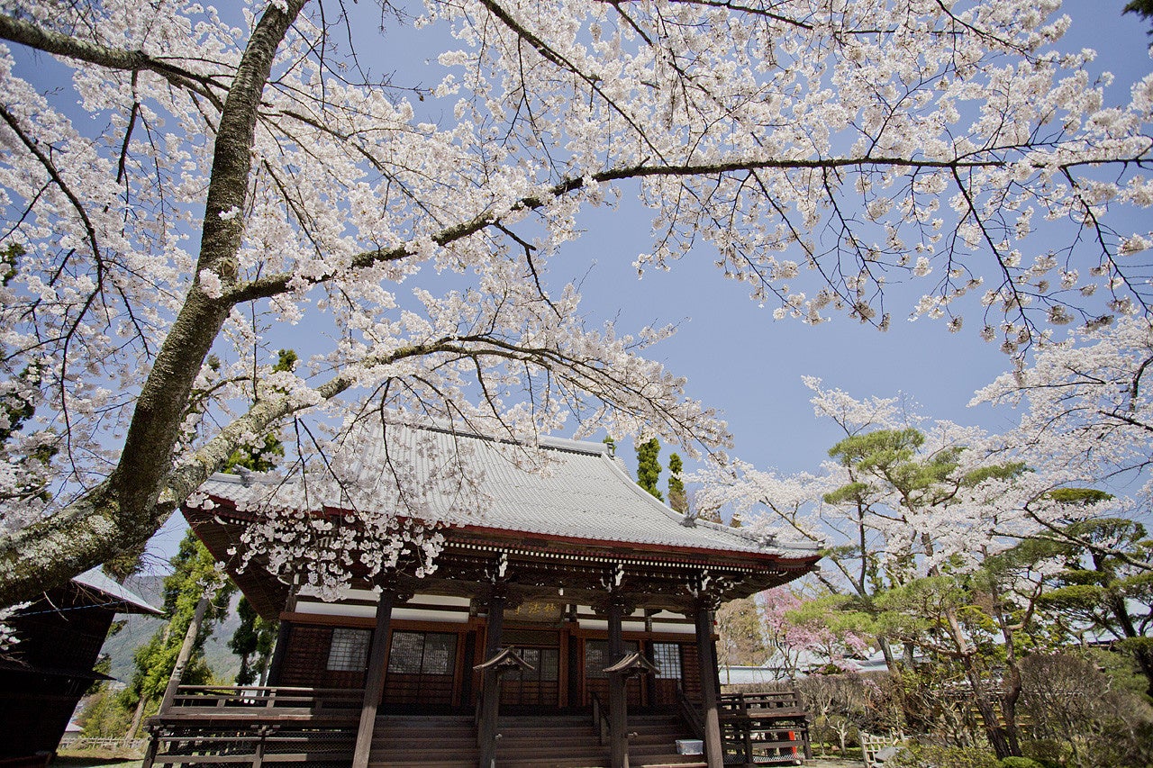 特設ページで紹介している山梨県・妙法寺の桜〔山梨県富士河口湖町〕